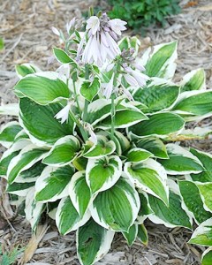 Hosta Patriot